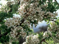 Pyrus spinosa