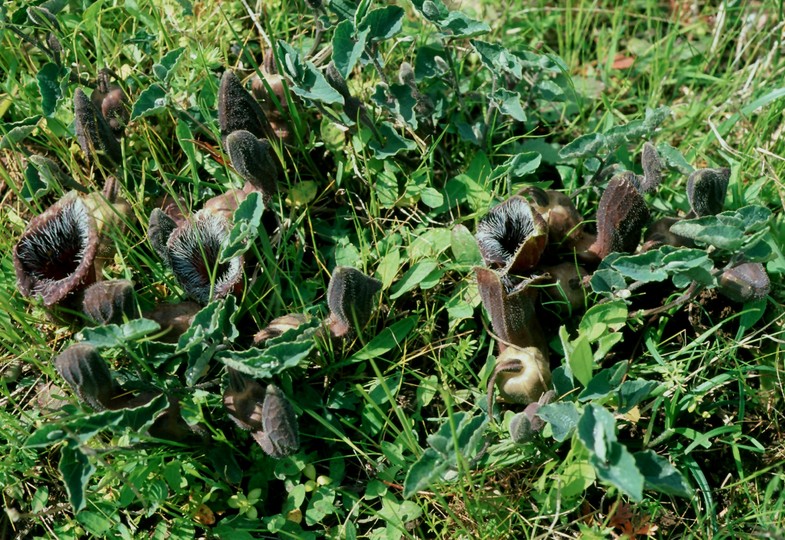 Aristolochia cretica