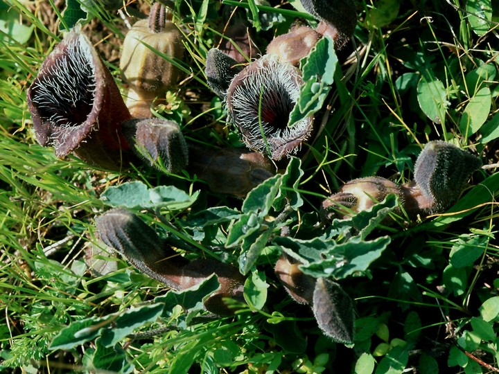 Aristolochia cretica