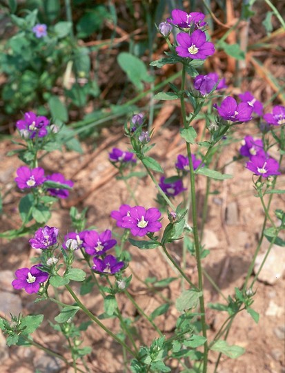 Legousia speculum-veneris