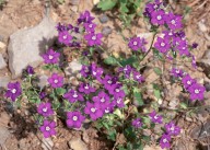 Legousia speculum-veneris