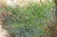 Ephedra fragilis