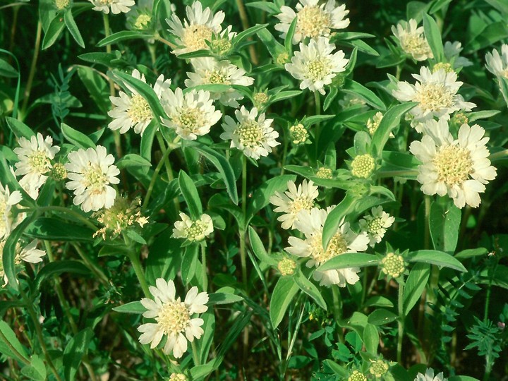 Scabiosa prolifera