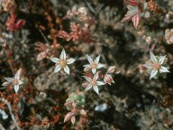 Sedum porphyreum