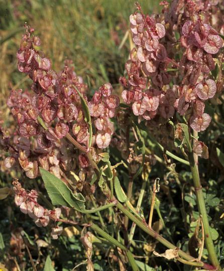 Rumex cyprius