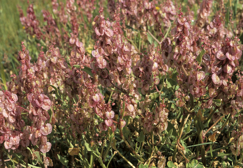 Rumex cyprius