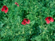 Papaver hybridum