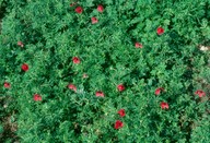 Papaver hybridum