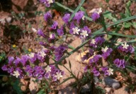 Limonium sinuatum