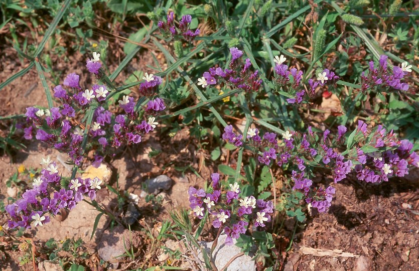 Limonium sinuatum