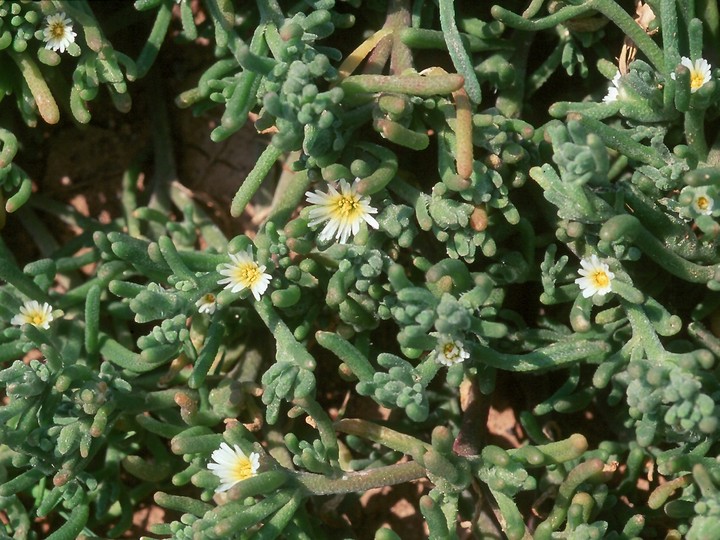 Mesembryanthemum nodiflorum