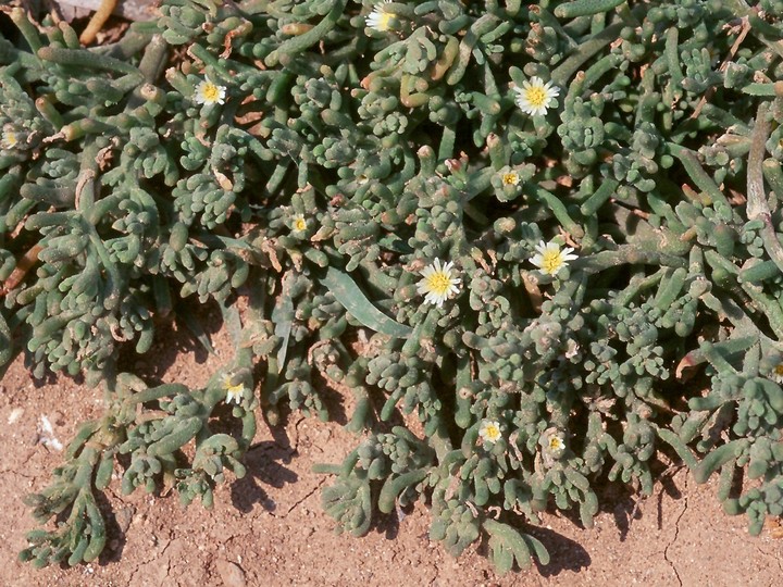 Mesembryanthemum nodiflorum