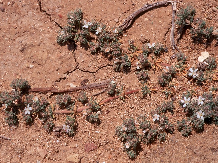 Frankenia hirsuta