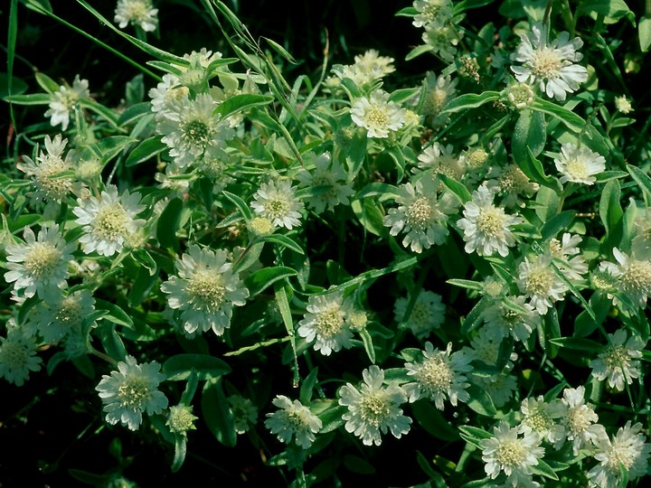 Scabiosa prolifera