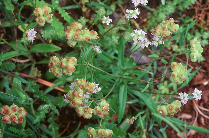 Valerianella vesicaria