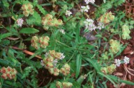 Valerianella vesicaria