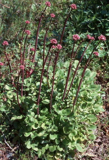 Centranthus calcitrapa