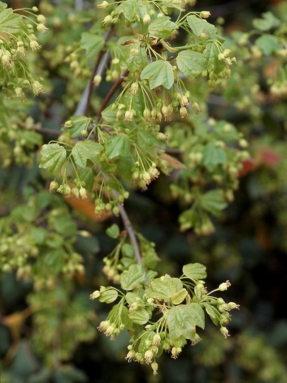 Acer obtusifolium