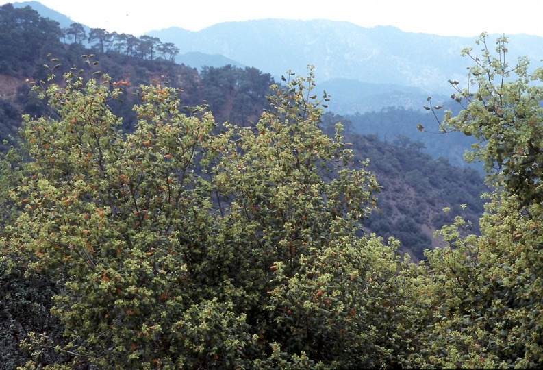 Acer obtusifolium