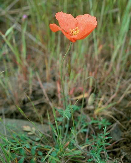 Papaver postii