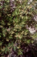 Rubia tenuifolia