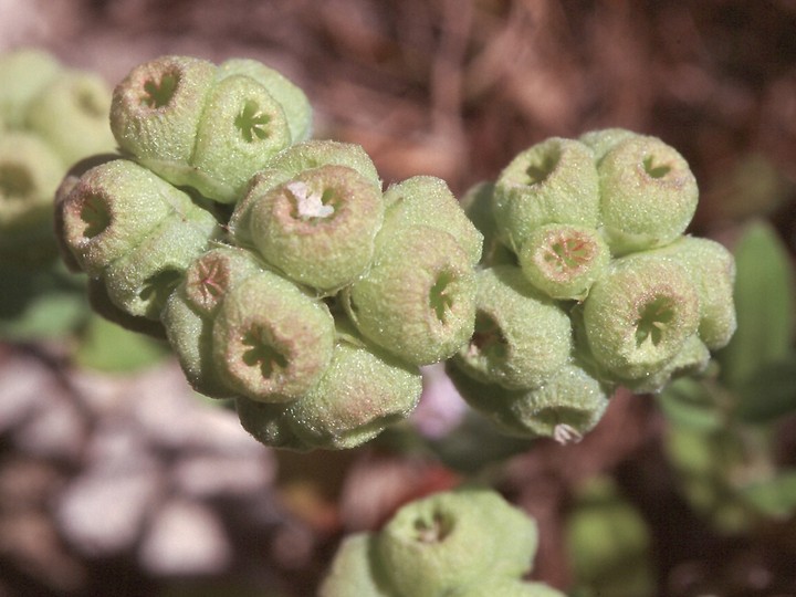 Valerianella vesicaria