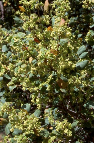 Acer obtusifolium