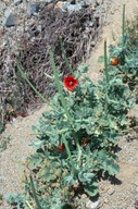 Glaucium corniculatum