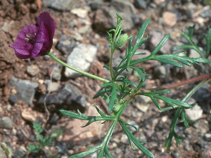 Roemeria hybrida