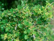 Rhamnus oleoides