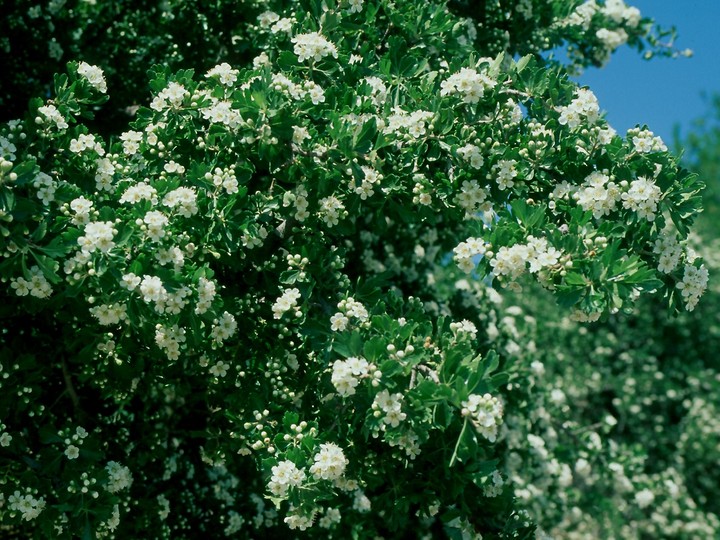 Crataegus azarolus