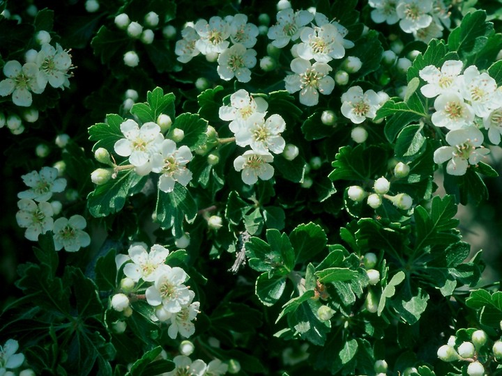 Crataegus azarolus