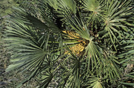 Chamaerops humilis