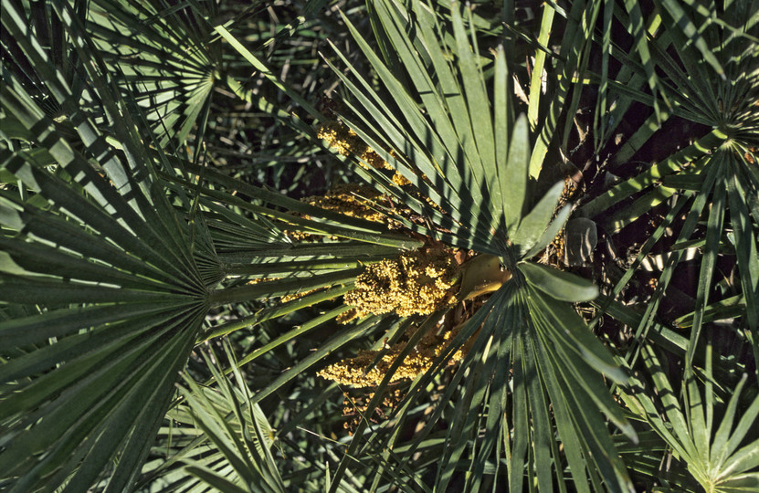 Chamaerops humilis