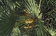 Chamaerops humilis