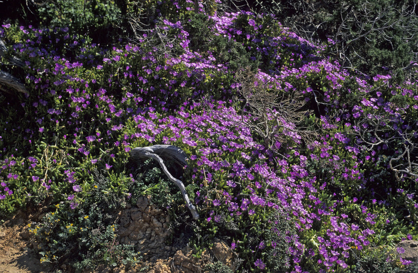 Lampranthus roseus