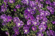 Lampranthus roseus