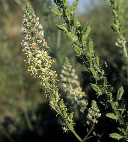 Reseda alba