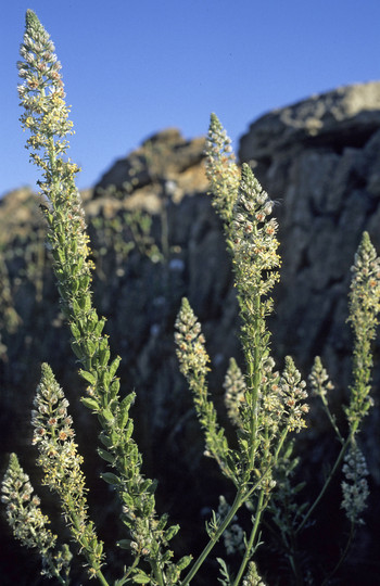 Reseda alba