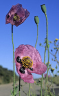 Papaver setigerum