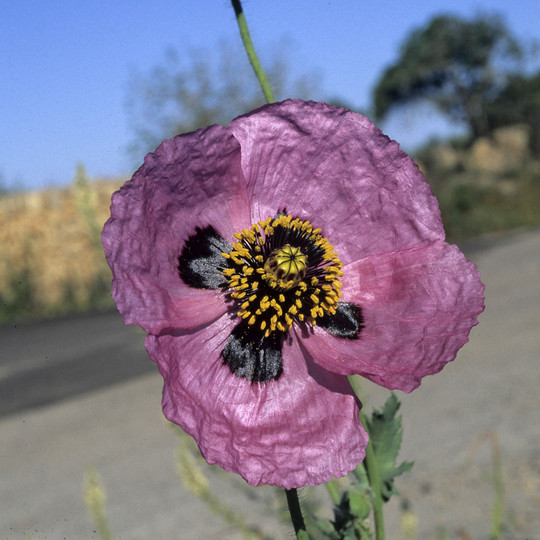 Papaver setigerum