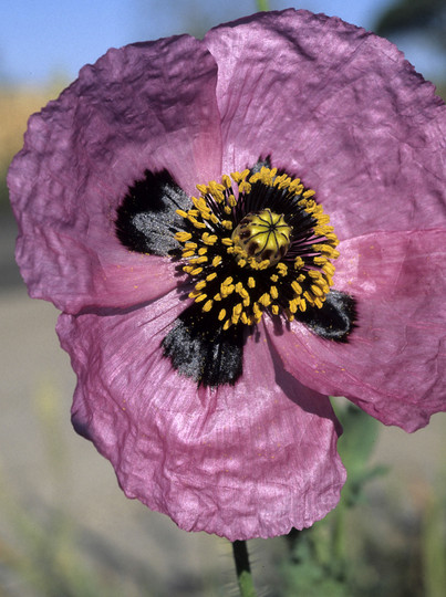 Papaver setigerum