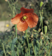 Papaver pinnatifidum