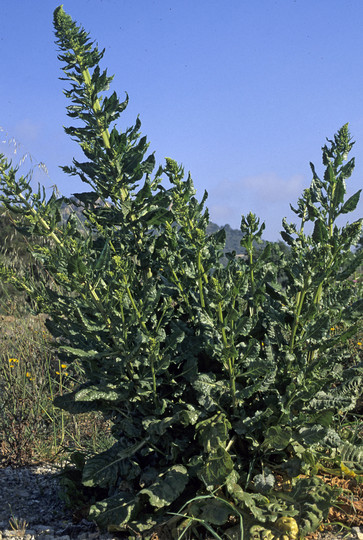 Beta vulgaris