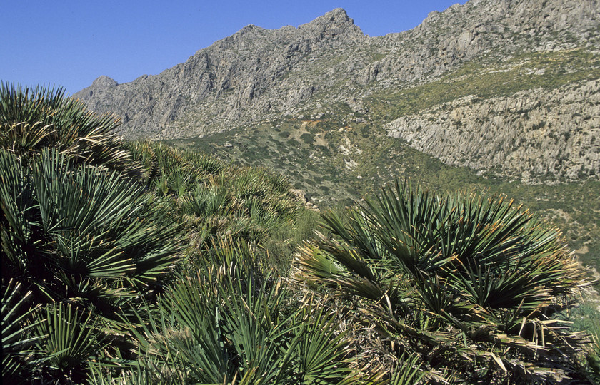 Chamaerops humilis