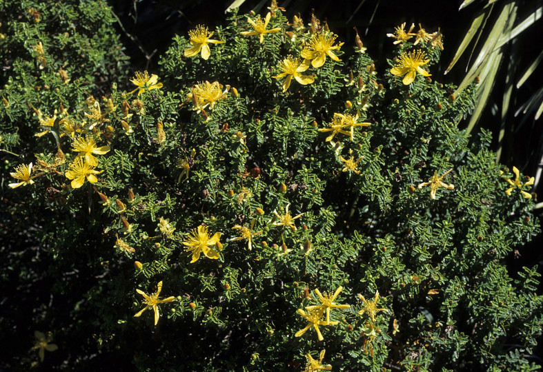 Hypericum balearicum