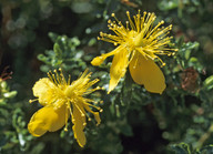 Hypericum balearicum