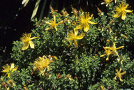 Hypericum balearicum