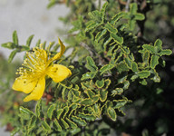 Hypericum balearicum