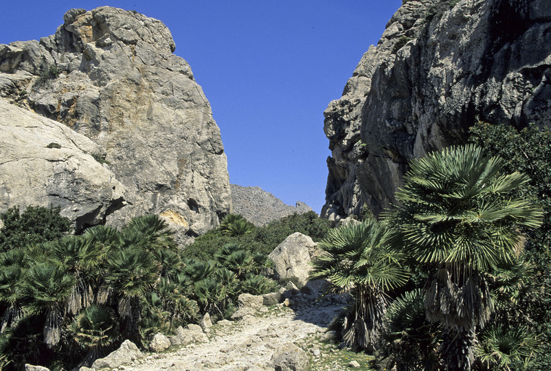 Chamaerops humilis